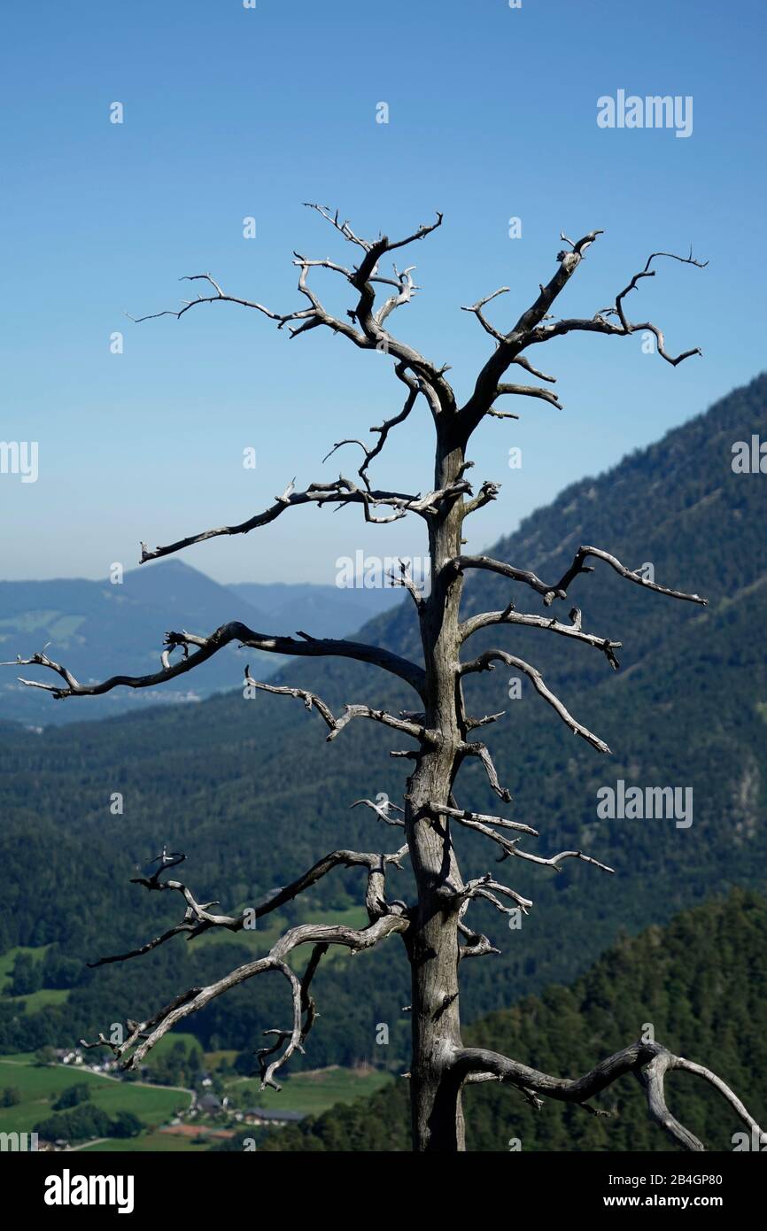 Deutschland, Bayern, Oberbayern, Bad Reichenhall, Lattengebirge, Trockenbaum am Dötzenkopf, 1001m Stockfoto