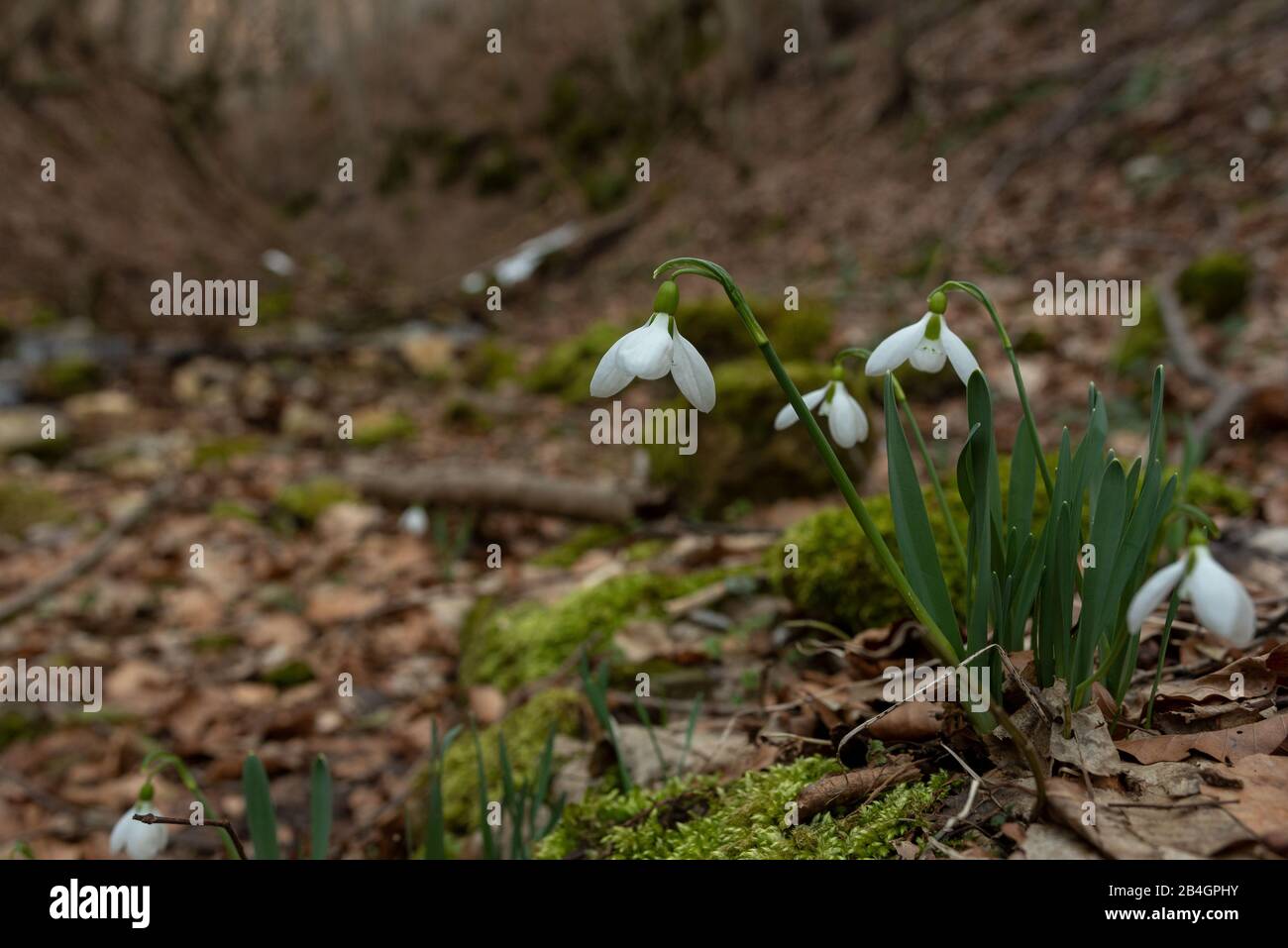 Im Frühling hat sich der Snowdrop aufgebläht Stockfoto