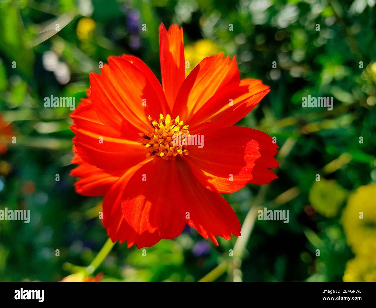 Orange-rote Blüte, Nahaufnahme Stockfoto