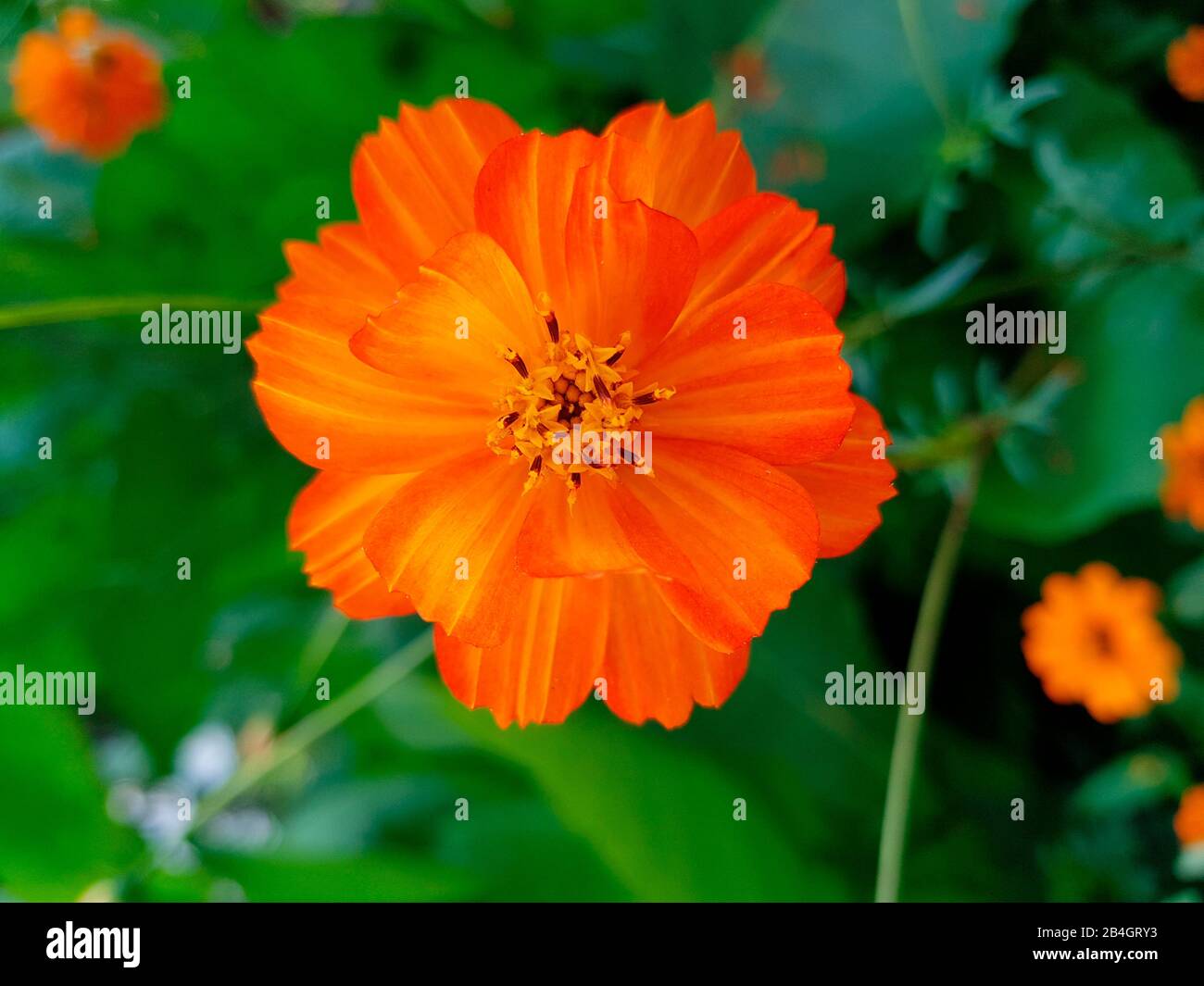 Orange-rote Blumen in einem Blumenbeet Stockfoto