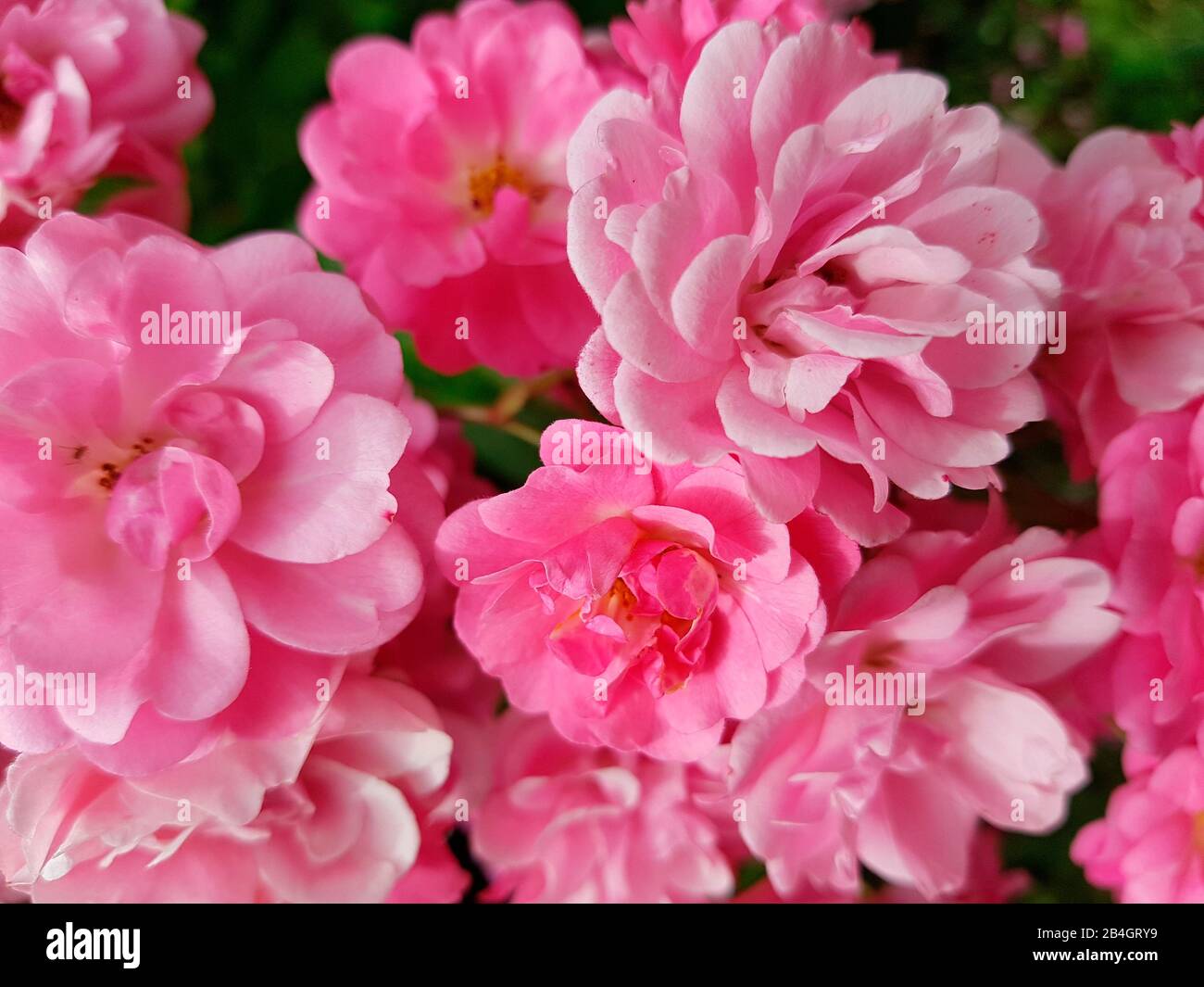 Rosa Rosengüsch, Detail Stockfoto