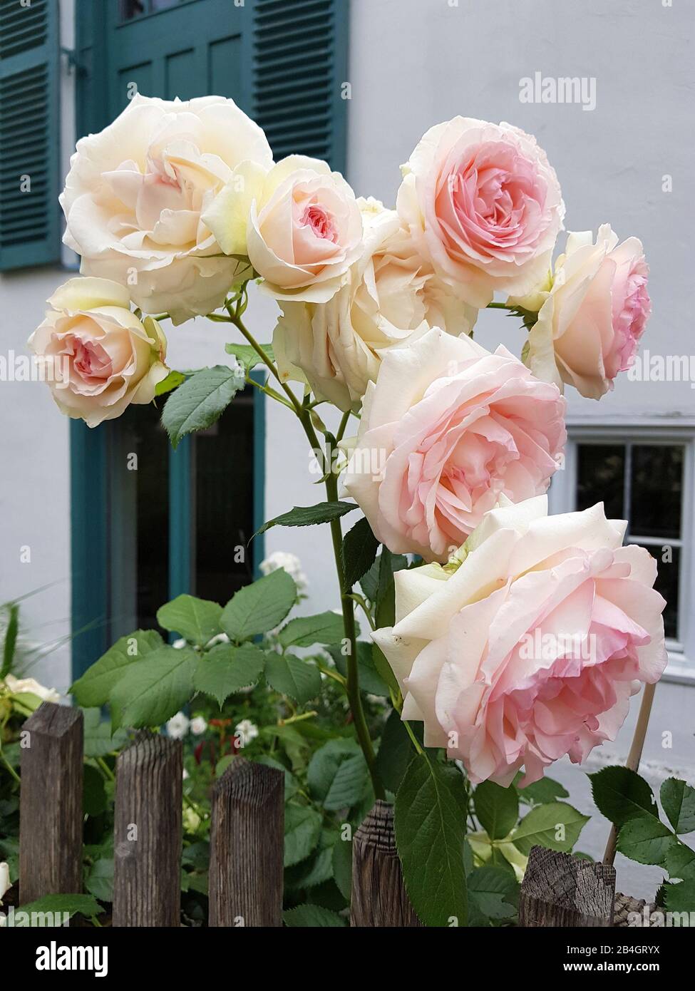 Weiß-rosa Rosen am Gartenzaun Stockfoto
