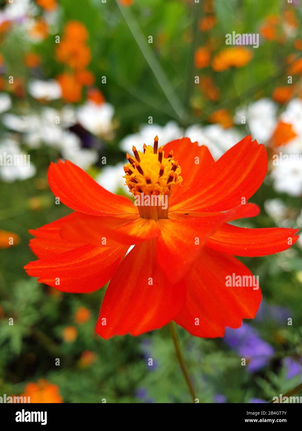 Rote Blüte im Blumenbeet Stockfoto