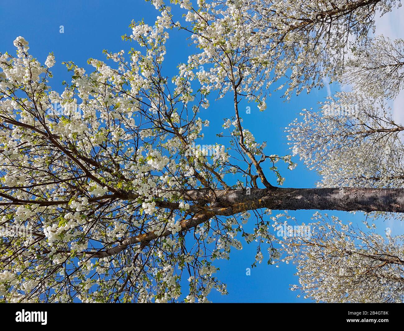 Weiße blühende Bäume Stockfoto