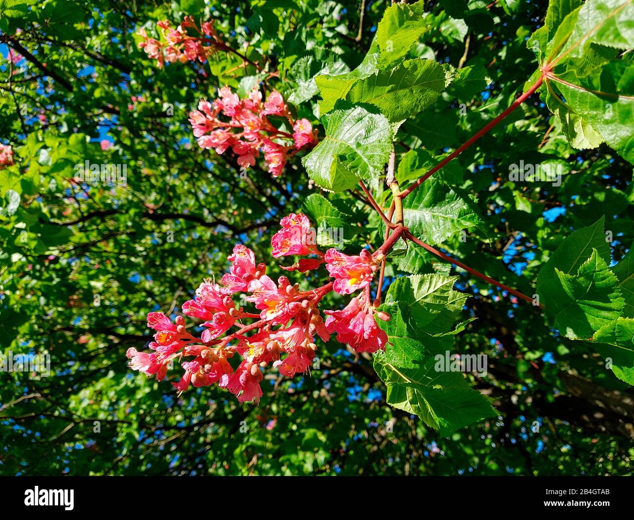 Zweig mit Kastanienblüten Stockfoto
