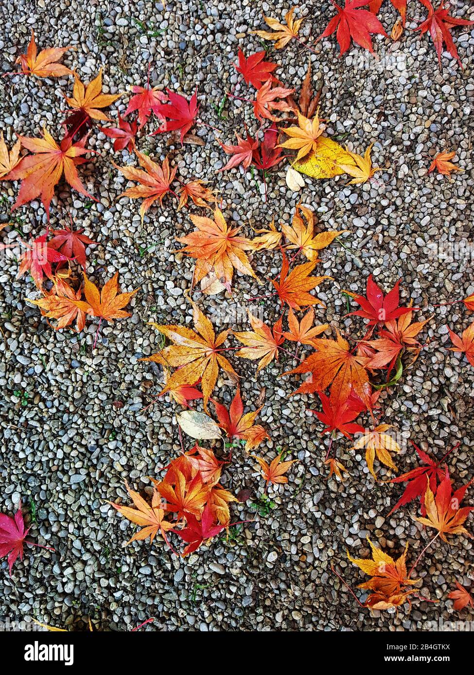 Rote Ahorn-Blätter im Schotterbett Stockfoto