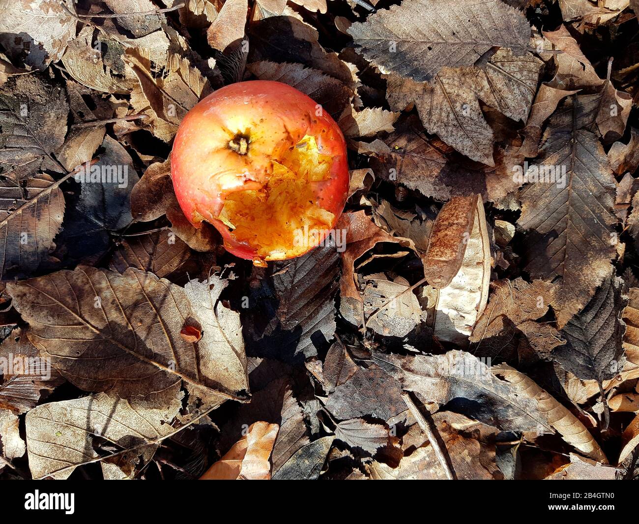 Apfelfäule im Laub gebissen Stockfoto