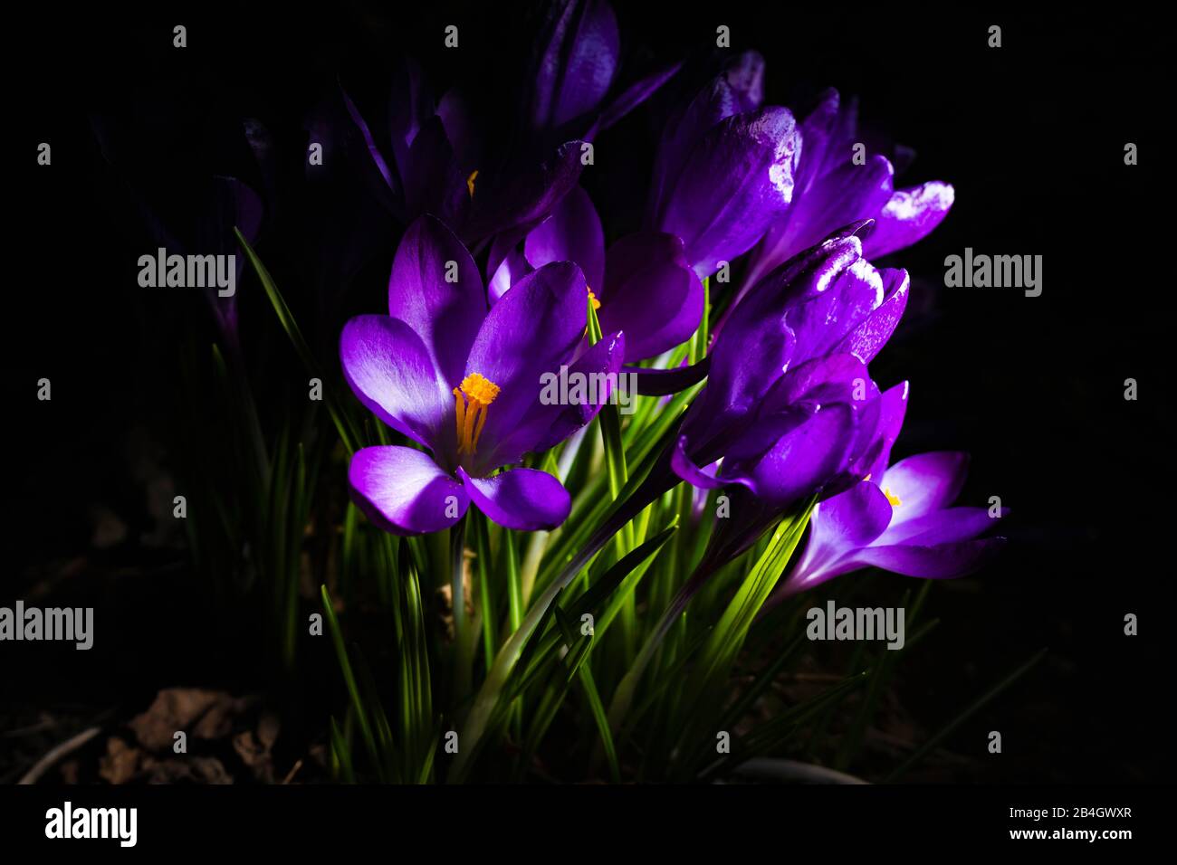 Krokusse, Crocus, Low Key Stockfoto