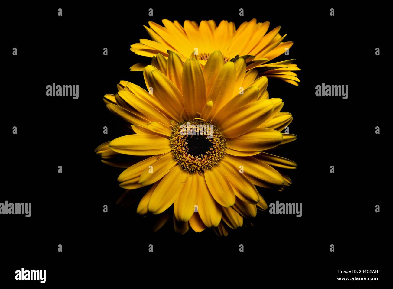 Gerbera, Familie Daisy, Asteraceae, Blossom, Gelb, Niedrige Tonart Stockfoto