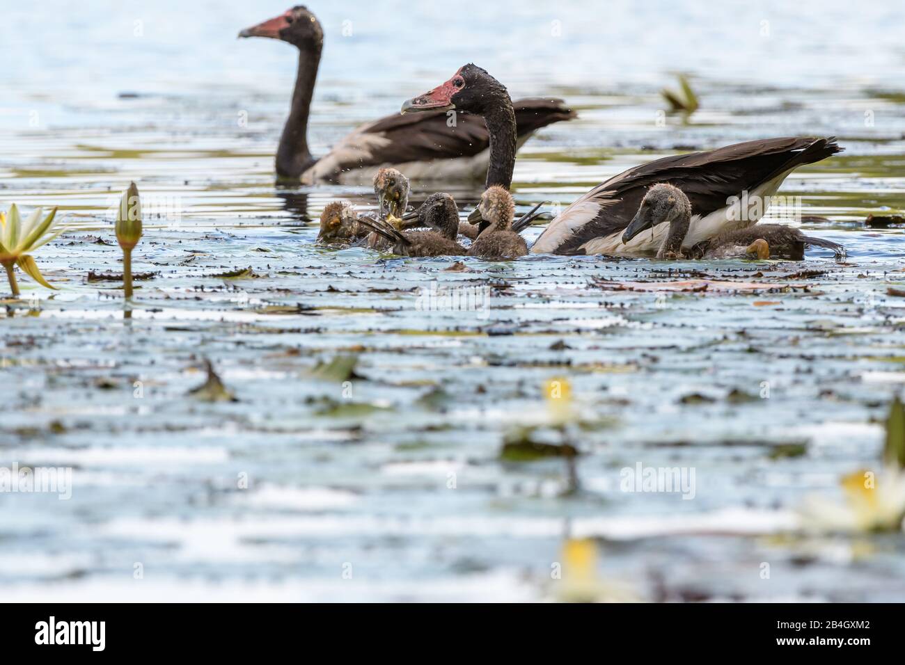 Erwachsene Gänse begleiten Klatschen in einem Wasserloch in einem Feuchtgebiet in der Nähe von Townsville in North Queensland, Australien. Stockfoto