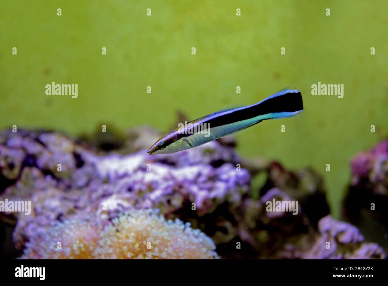 BlueStreak Cleaner Wrasse - Labroides dimidiatus Stockfoto