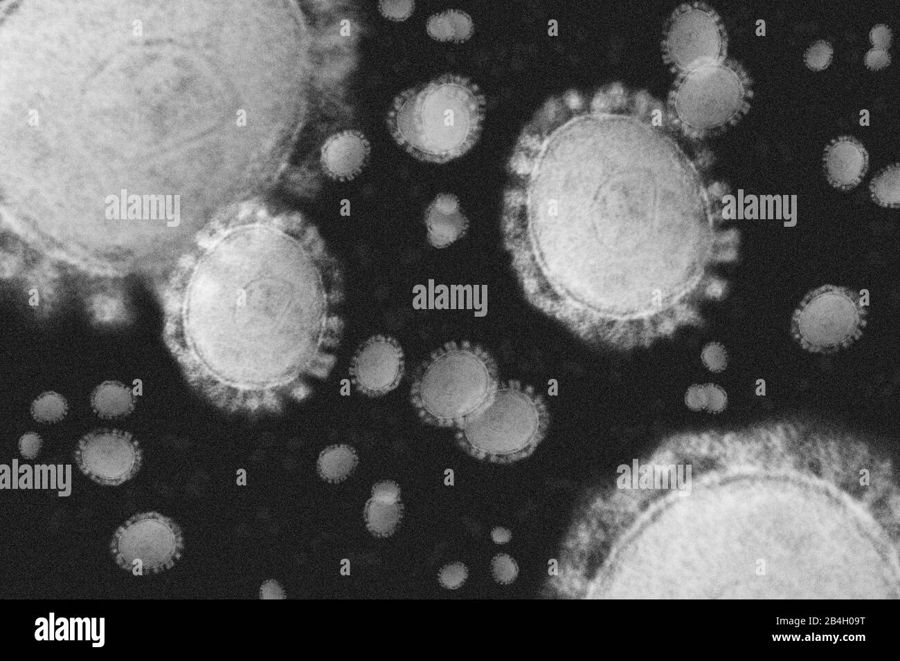 Eine Schwarz-Weiß-Abbildung des individuellen Coronavirus, das wächst und sich ausbreitet. Stockfoto