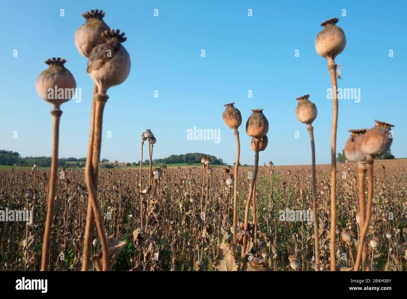 Tschechische Republik, Mohnfeld, Samenkapseln Stockfoto