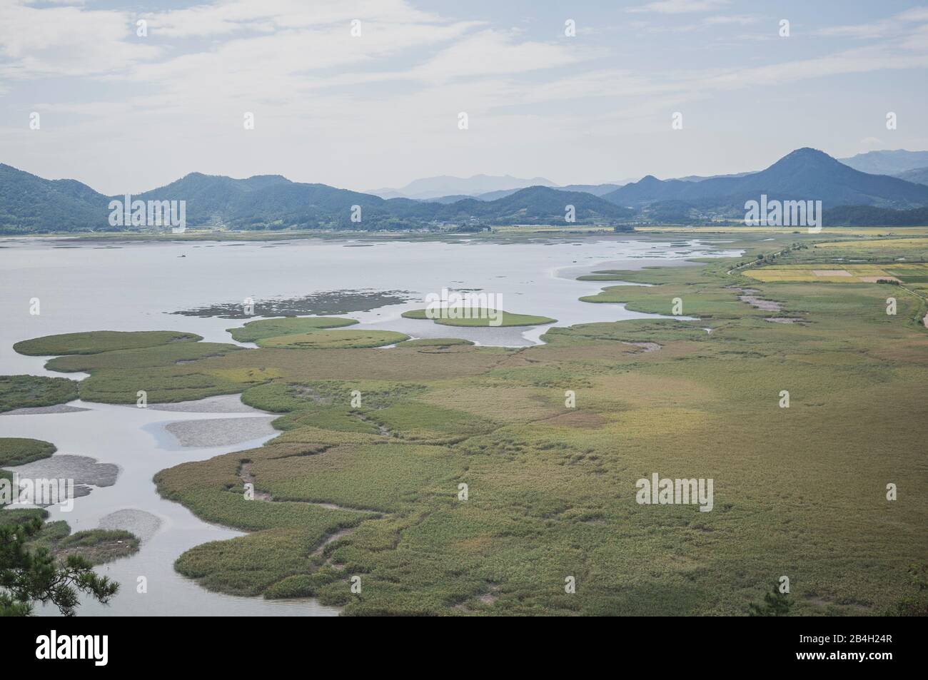 Sumpf, Feuchtgebiet, Meer, Küste, Suncheon, Korea Stockfoto