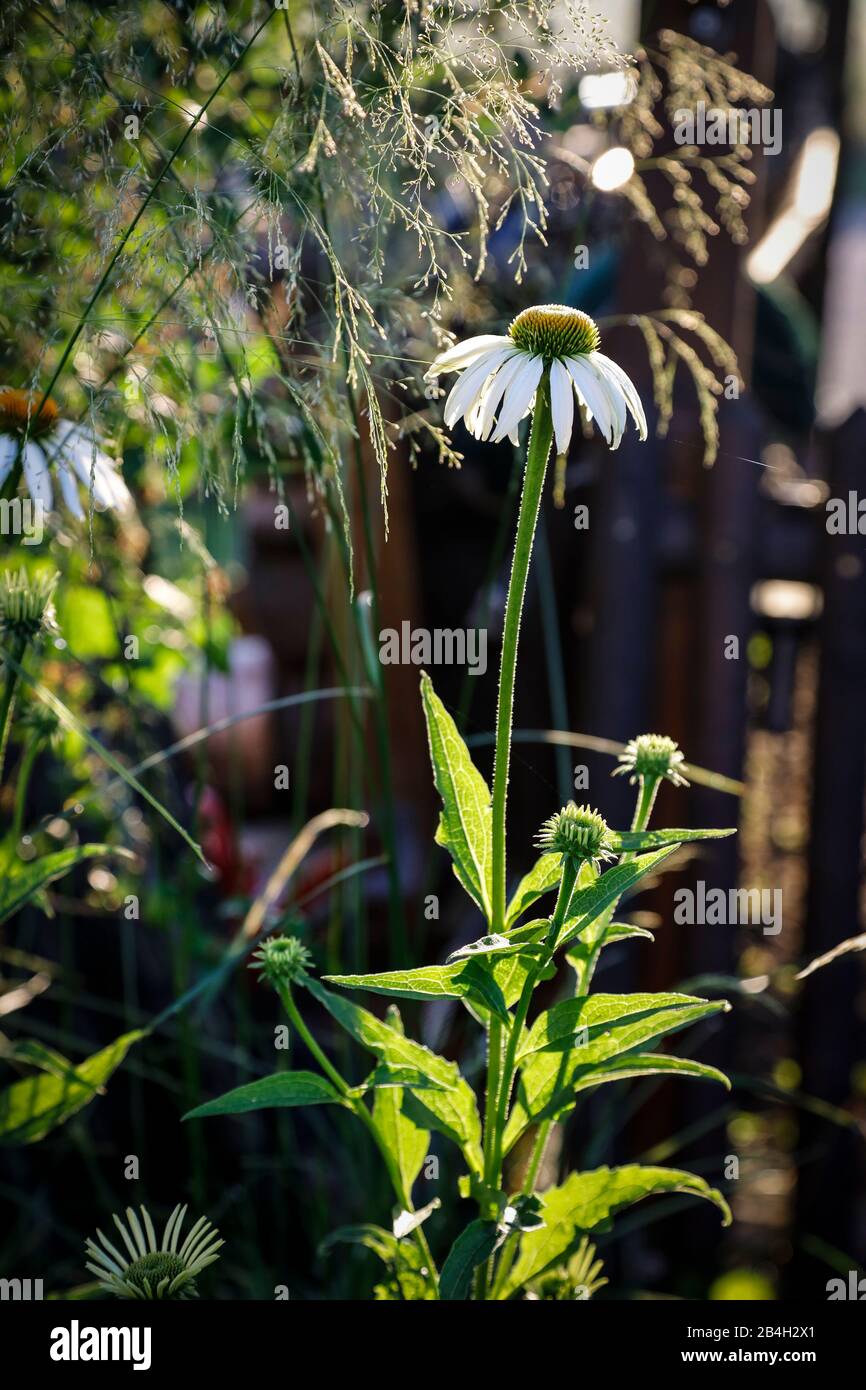 Weißer Sonnenhut im Garten Stockfoto