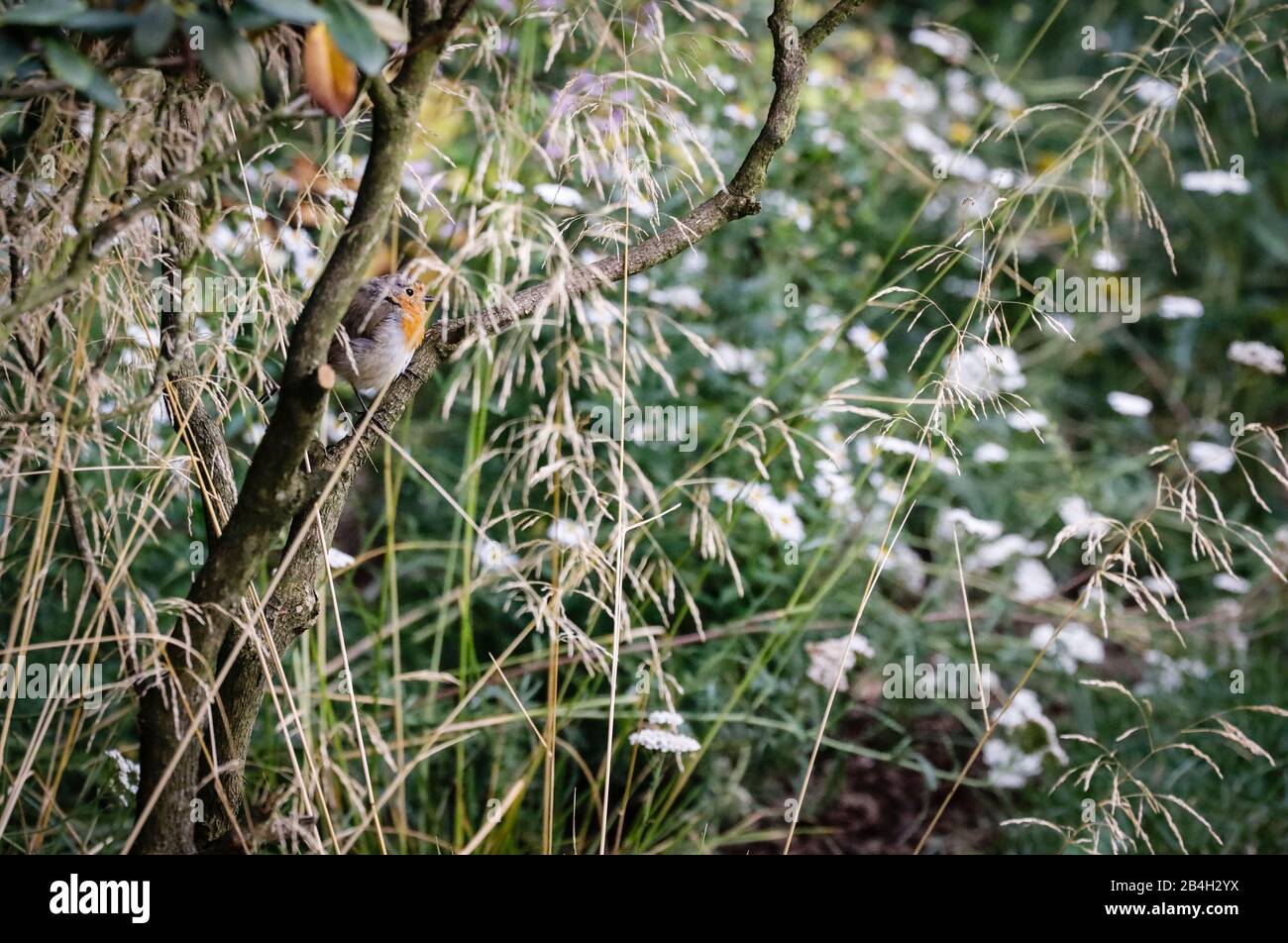 Robinen unter Rhodendron und mehrjährigem Blumenbeet Stockfoto