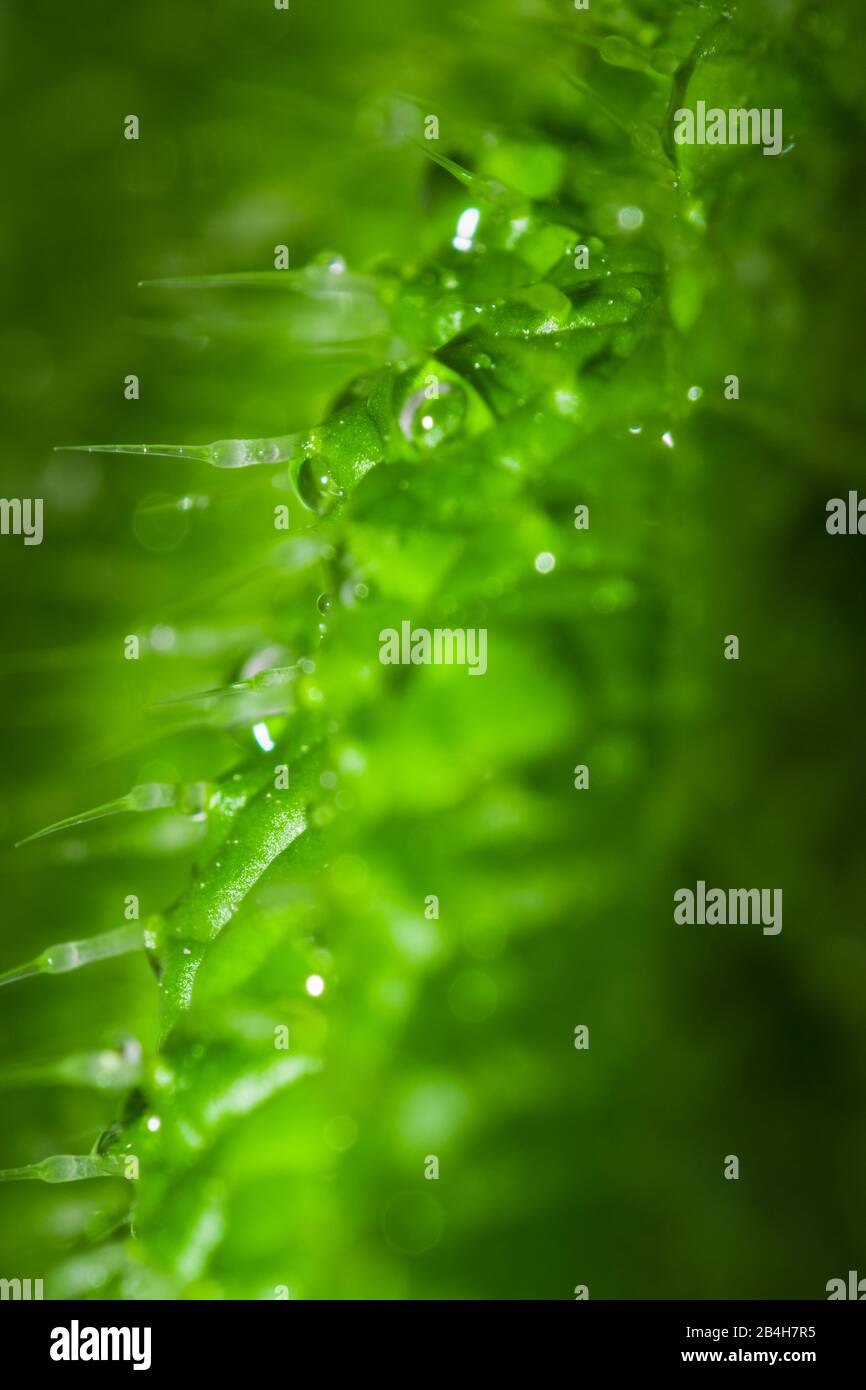 Extremes Makro Nahaufnahme eines nassen stechenden Nesselblatts (urtica dioica), das die Nadeln zeigt Stockfoto