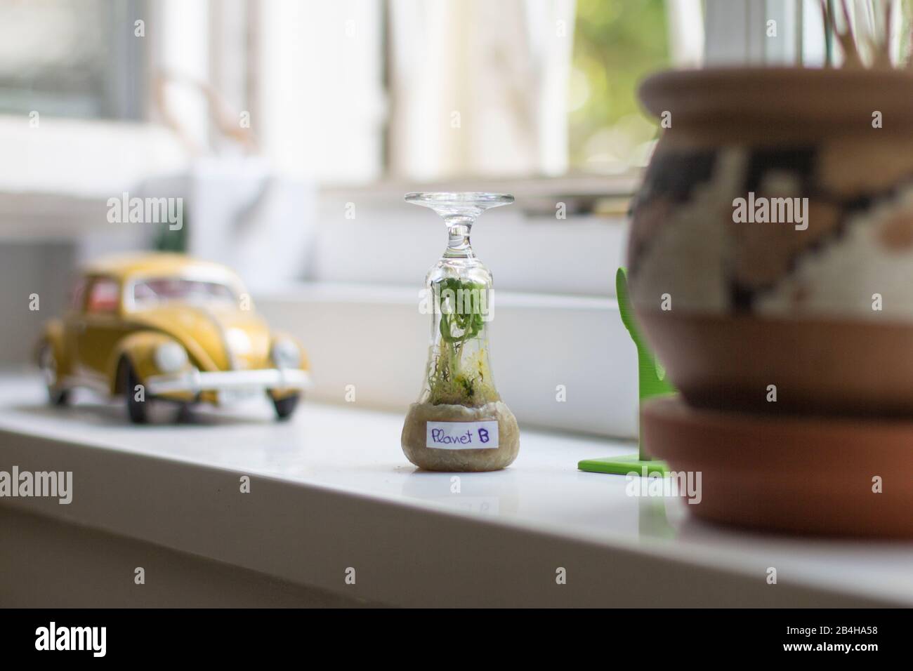 Ein kleines Biotop auf der Fensterbank Stockfoto