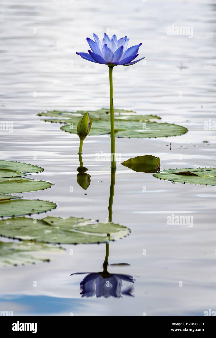 Schöne lilafarbene Wasserlilienblume, Knospe und Wasserlilien spiegelten sich in den ruhigen Gewässern des Flusses wider. Stockfoto