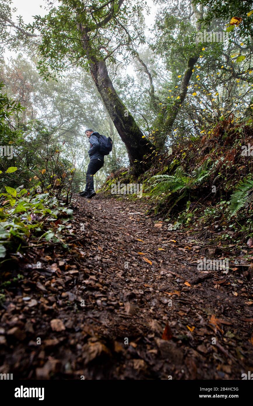 Mann, der zurückblickt, während er auf dem Nordkalifornien Trail bergauf wandert Stockfoto