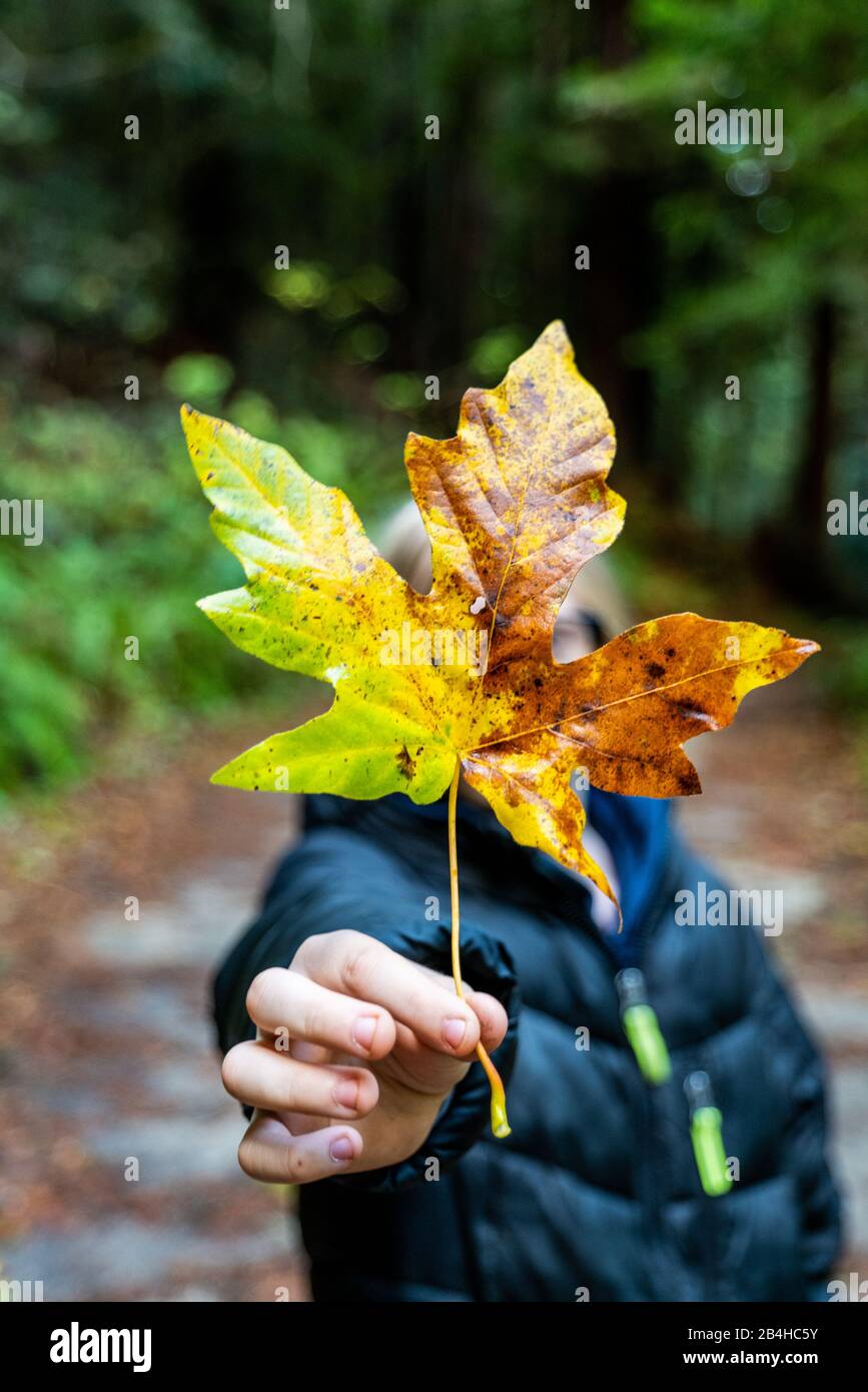 Detail der Hand hält große bunte Herbst Blatt von Teenager Stockfoto