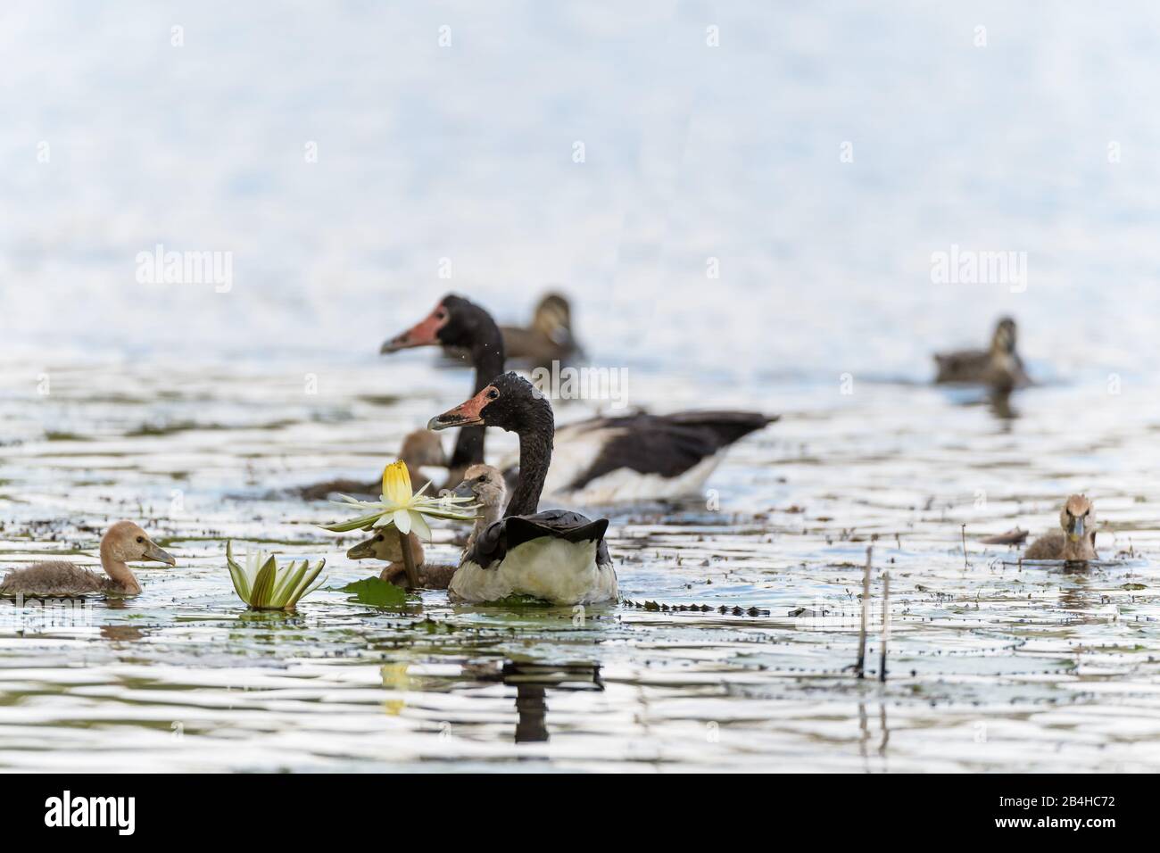 Erwachsene Gänse begleiten Klatschen in einem Wasserloch in einem Feuchtgebiet in der Nähe von Townsville in North Queensland, Australien. Stockfoto