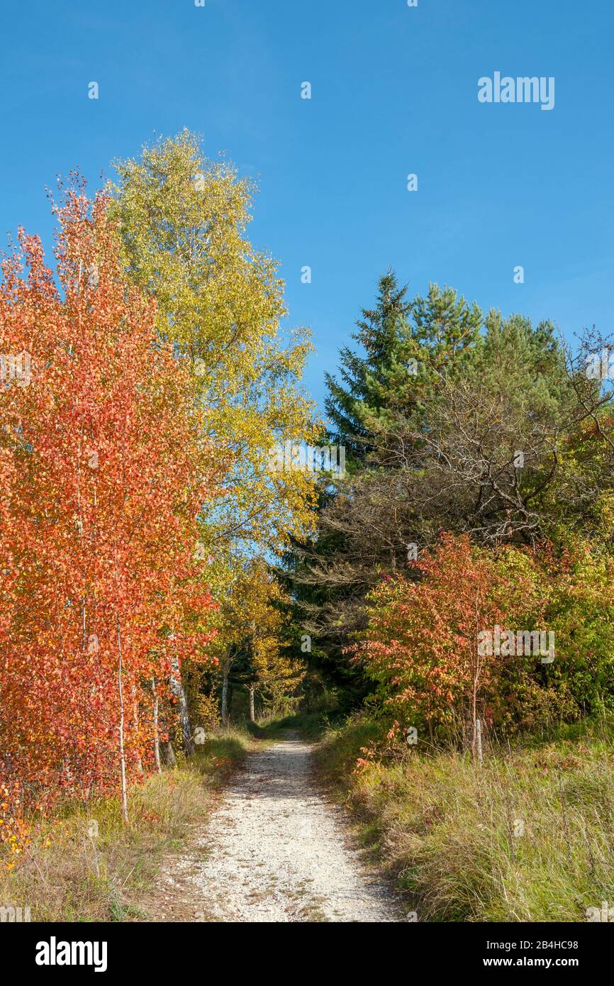 Deutschland, Baden-Württemberg, Hayingen, Pappel und Birke mit Herbstlaub am Weg zum Kennzeichen Kennzeichen "Digelfeld" Stockfoto