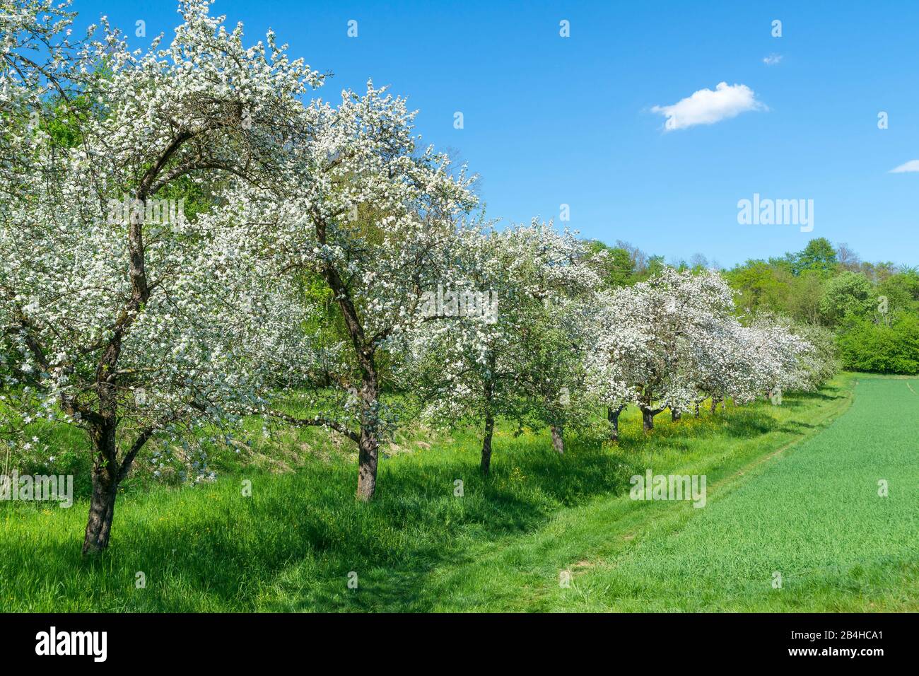 Deutschland, Baden-Württemberg, Kraichtal-Gochsheim, blühende Obstbäume, Obstgarten bei Gochsheim. Stockfoto