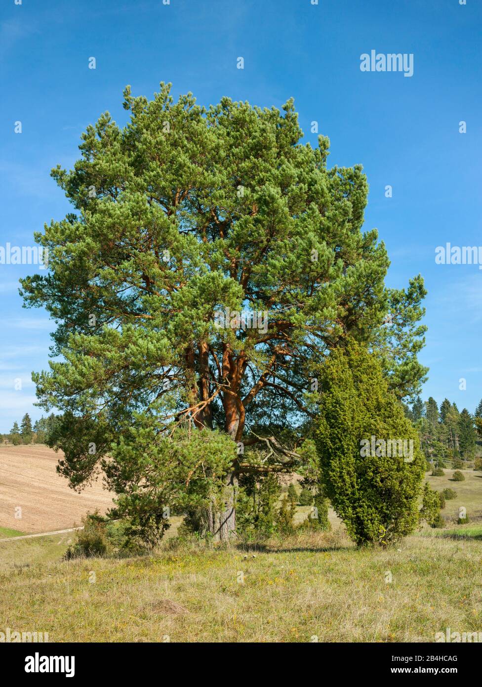 Deutschland, Baden-Württemberg, Hayingen, Norwegen-Kiefer, Pinus sylvestris im Kennzeichen "Kennzeichen Digelfeld", eine Wacholderheide auf der Schwäbischen Alb. Stockfoto