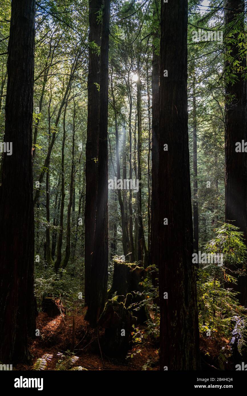 Licht, das durch Redwood Wald strömt und auf Moos bedeckten Boden fällt Stockfoto