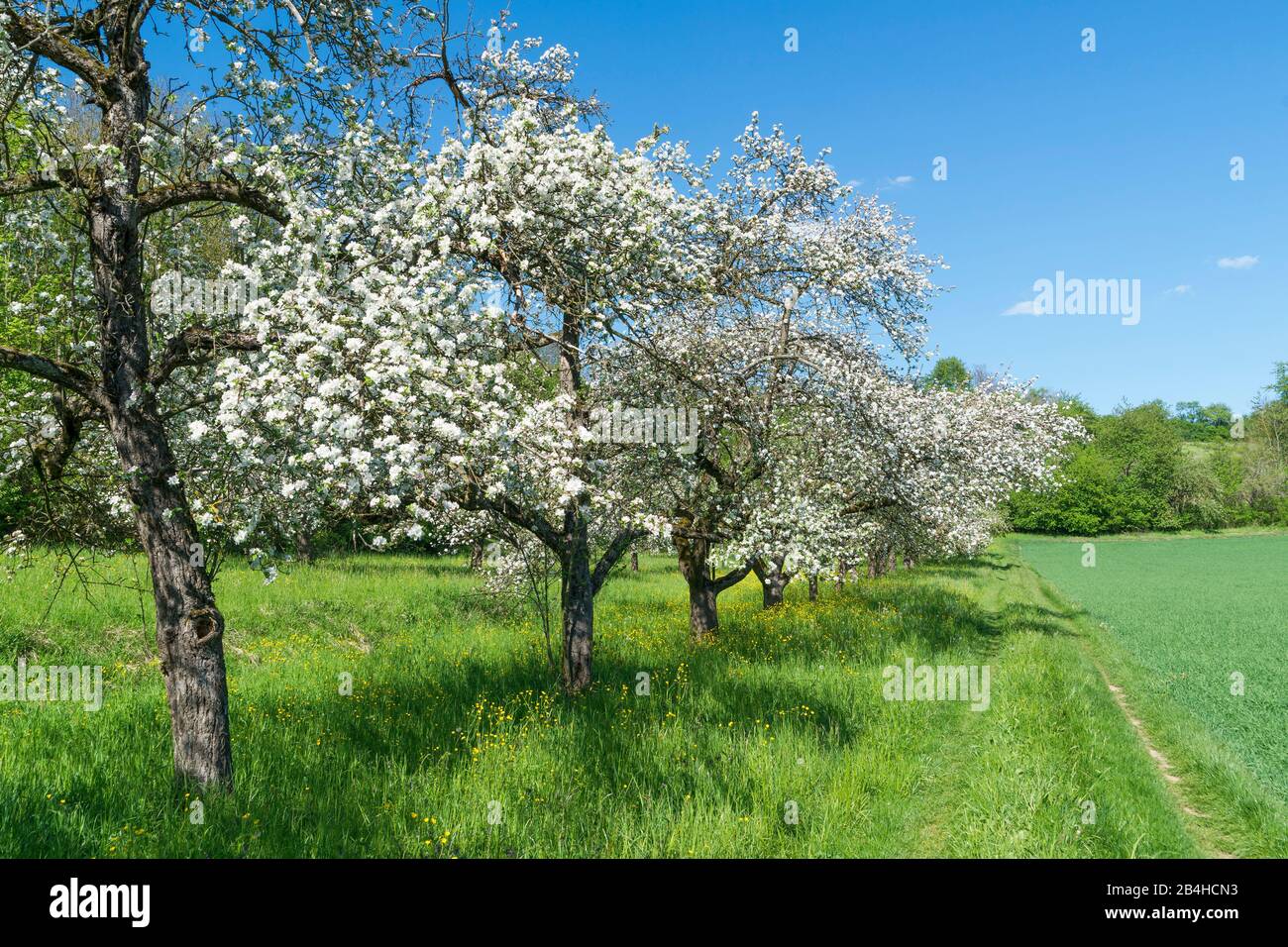 Deutschland, Baden-Württemberg, Kraichtal-Gochsheim, blühende Obstbäume, Obstgarten bei Gochsheim. Stockfoto