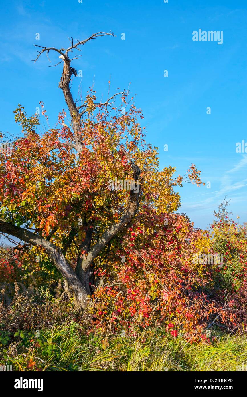 Deutschland, Baden-Württemberg, Kernen im Remstal, Alter apfelbaum mit bunten Herbstblättern und Gestrüpp auf einem Wildgarten bei Stetten im Remstal. Stockfoto