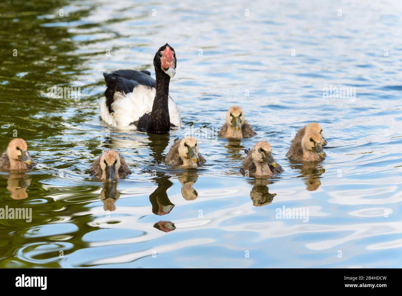 Erwachsene Gänseeskorte in einem Wasserloch in einem Feuchtgebiet in der Nähe von Townsville in North Queensland, Australien. Stockfoto