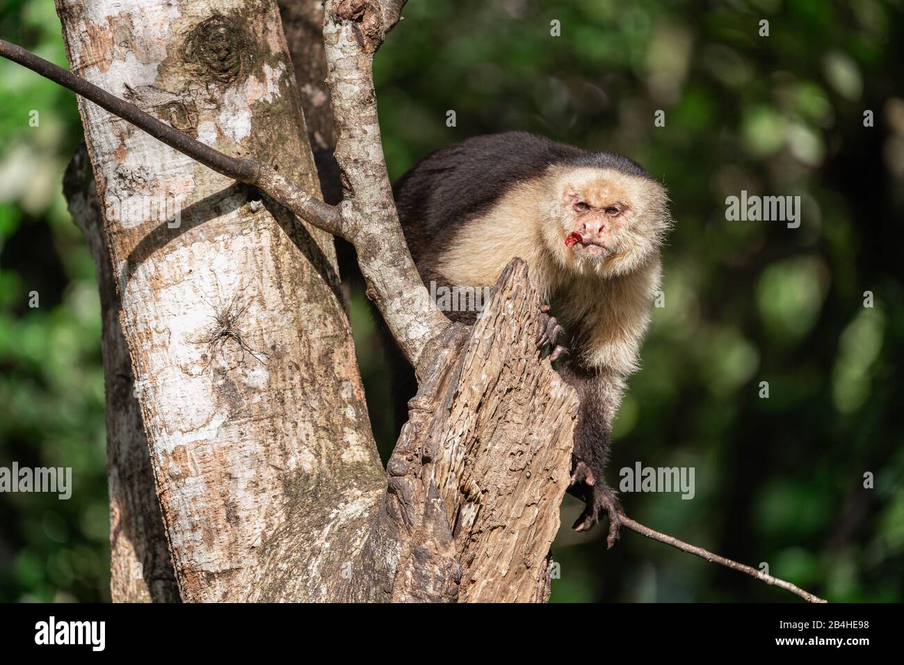 Wilder, weißer Kapuzineraffen in Costa Rica Stockfoto