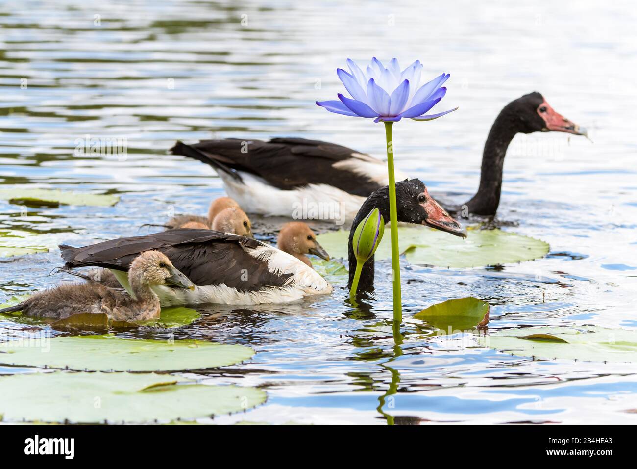 Erwachsene Gänse begleiten Klatschen in einem Wasserloch in einem Feuchtgebiet in der Nähe von Townsville in North Queensland, Australien. Stockfoto