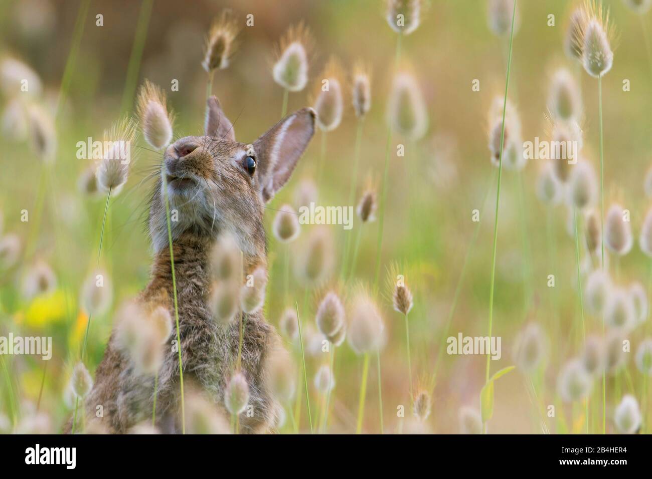 Europäisches Kaninchen (Orycolagus cuniculus), auf Hase's-tail Gras sitzend, Halblegth-Porträt, Frankreich, Bretagne Stockfoto