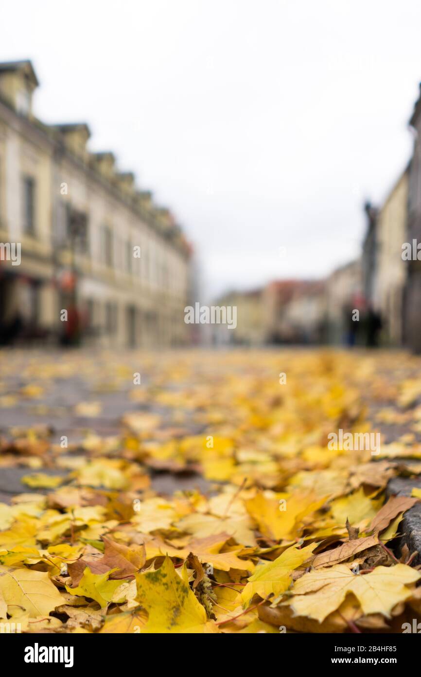 Gelbe Blätter auf der Straße im Herbst mit einem groben Hintergrund Stockfoto