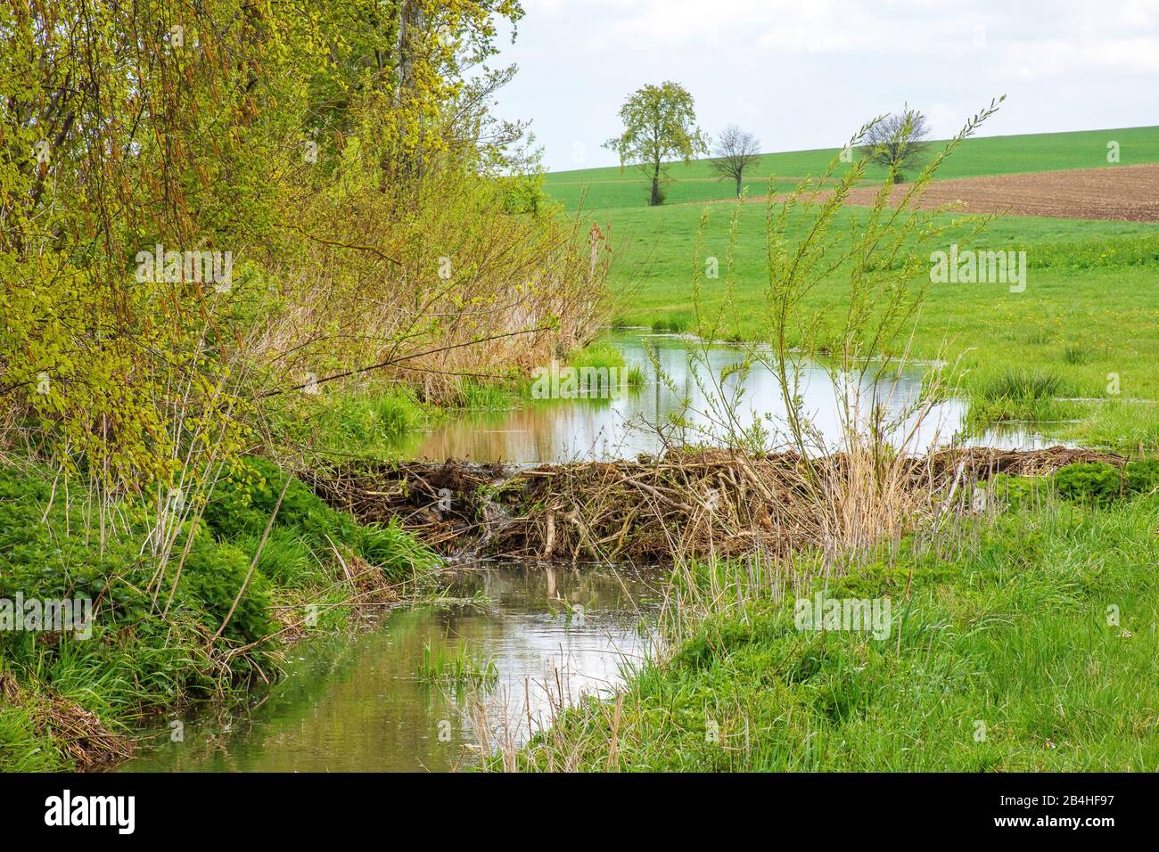 Biotop Beaver, Deutschland, Baden-Württemberg Stockfoto