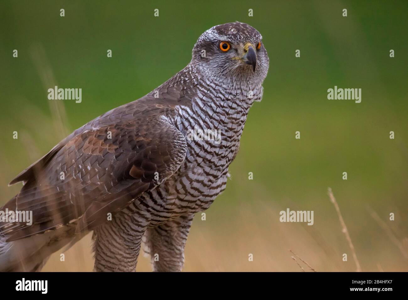 Nordgoshawk (Accipiter gentilis), ausgewachsener Vogel mit roten Augen, Seitenansicht, Deutschland, Bayern, Niederbayern, Niederbayern Stockfoto