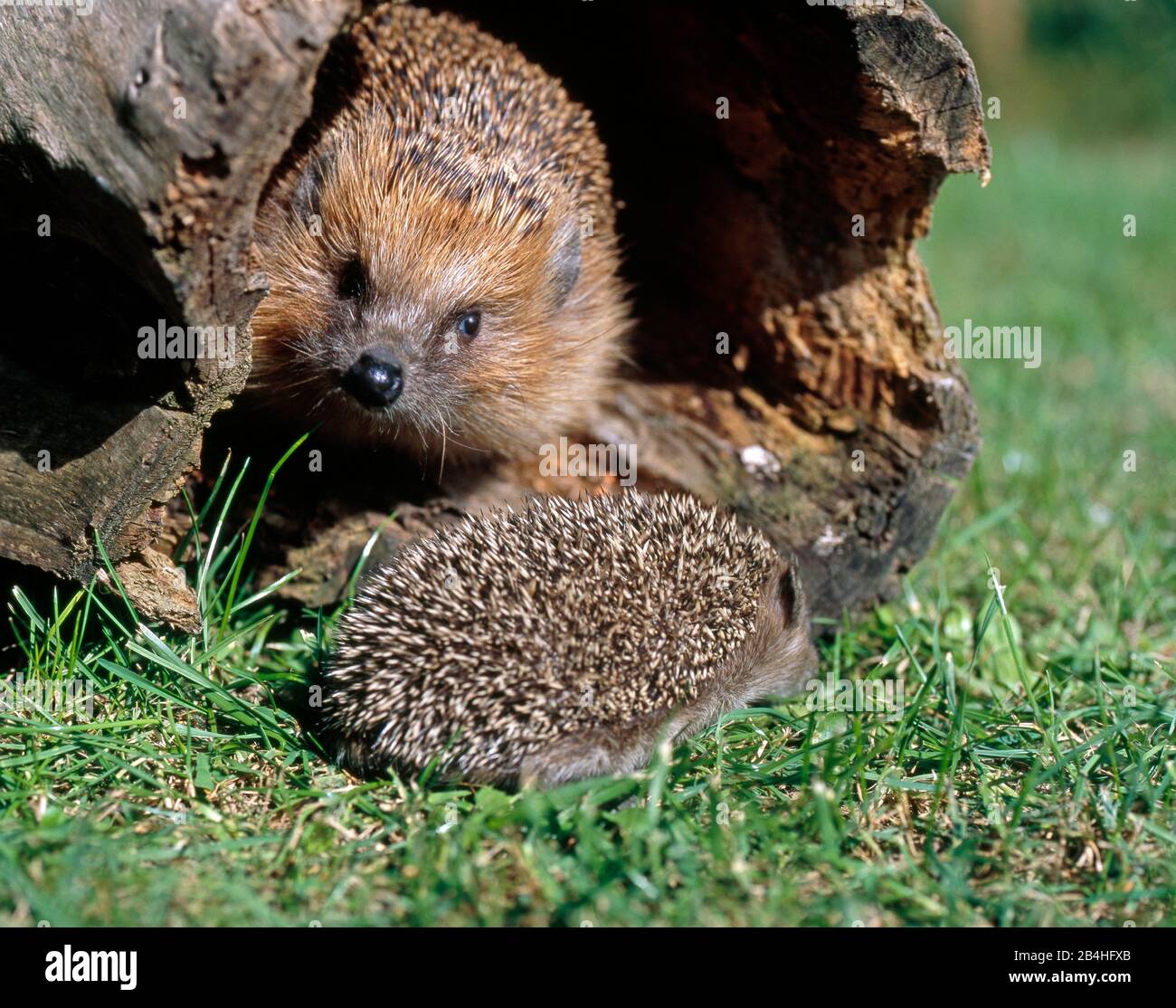 Igel mit Kübel leben im Garten, der für ihr Igelschloss gebaut wurde Stockfoto