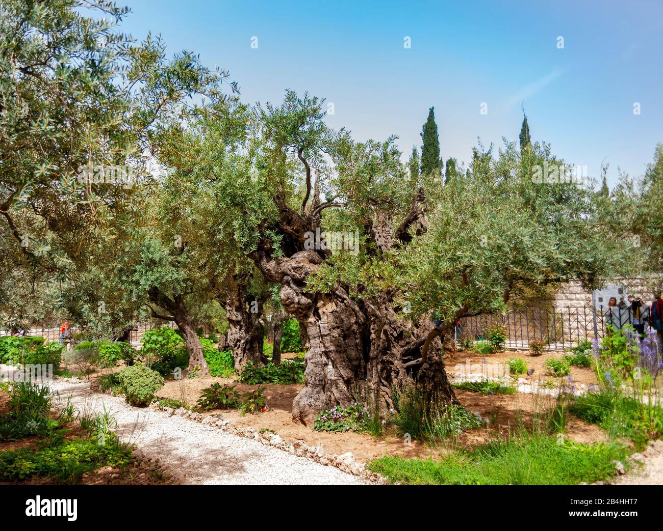 Garden gethsemane jerusalem Fotos und Bildmaterial in hoher Auflösung