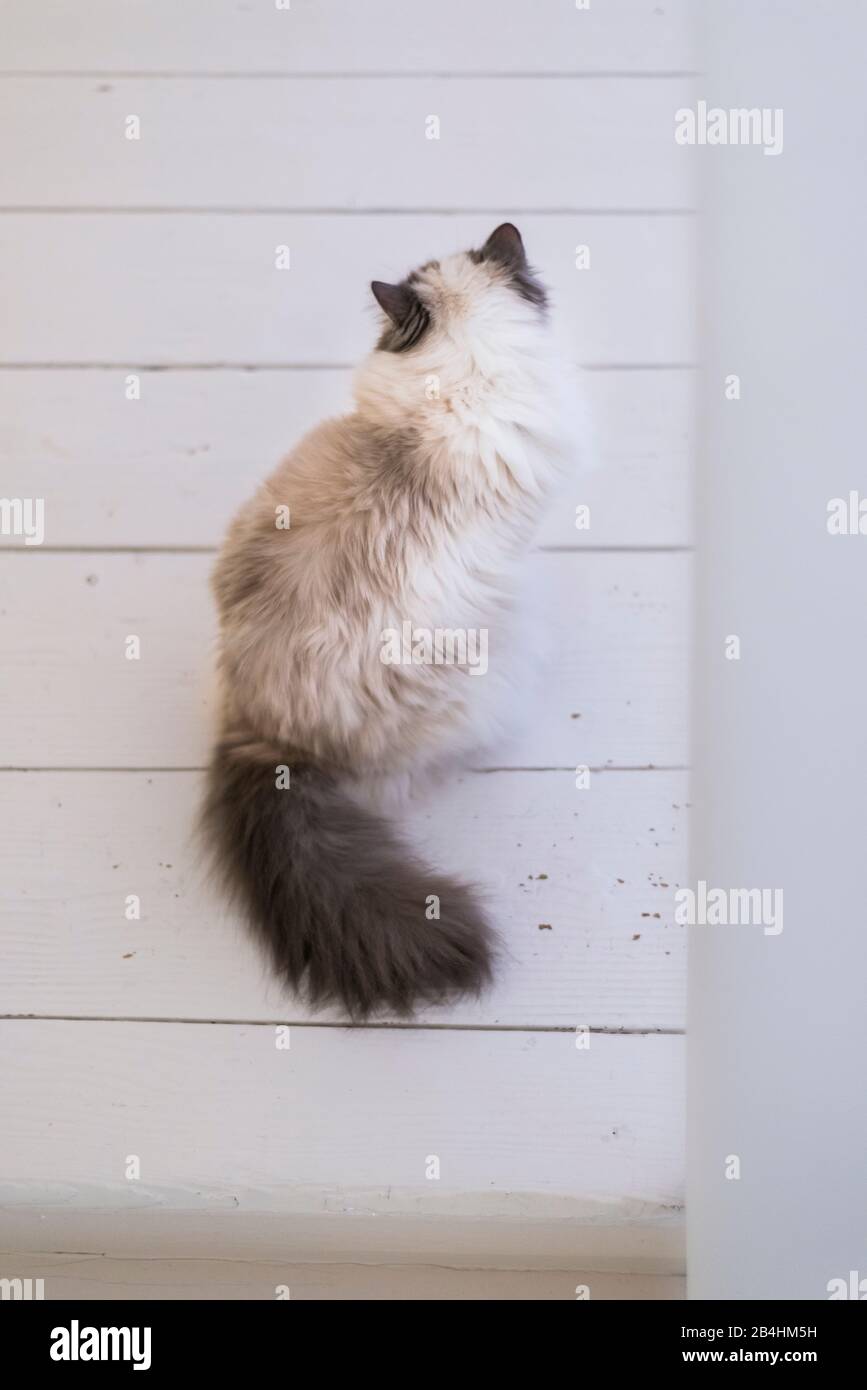 Birman-Katze sitzt in einem modernen hellen Zimmer mit weißem Plankenboden Stockfoto