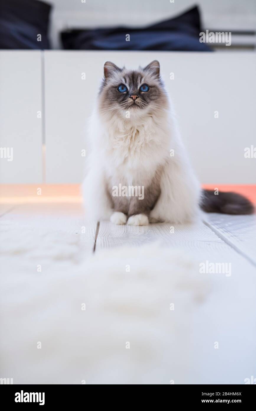 Birman-Katze sitzt in einem hellen Raum und blickt nach oben Stockfoto