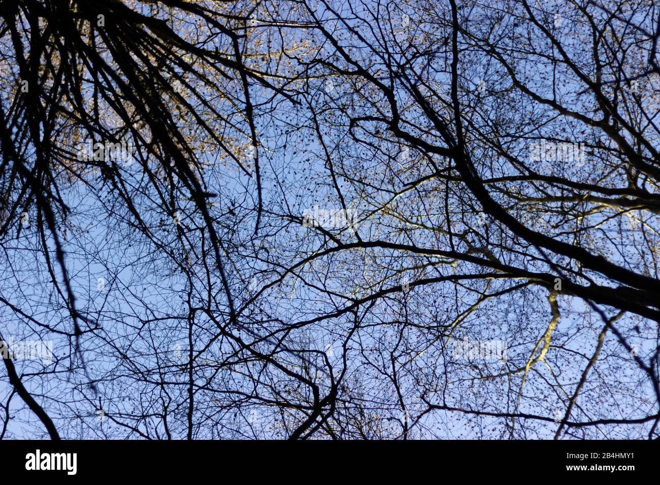 Blättriger Baumbedachung asinst ein blauer Himmel, Tirebagger Wald Aberdeenshire Stockfoto