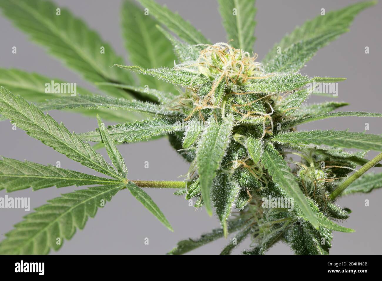 Blume einer weiblichen Cannabis-Pflanze Stockfoto