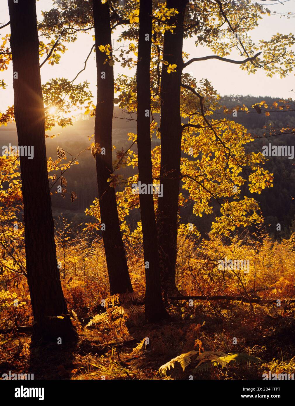 Herbststimmung im vorderen Kreis Stockfoto