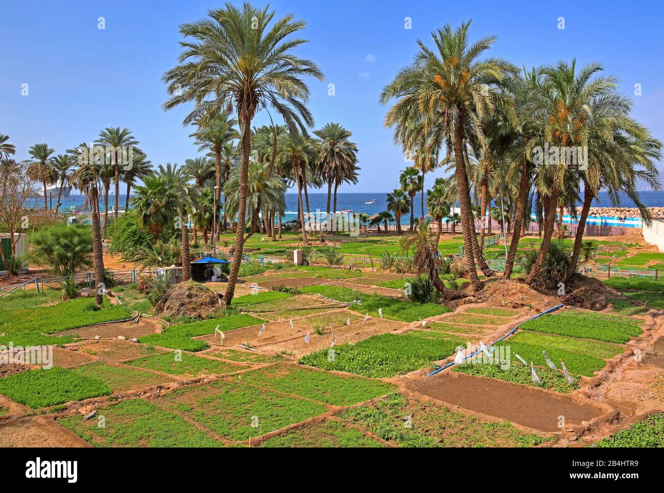 Palmenhain mit Gemüsegärten am Meer Akaba Akaba, Golf von Akaba, Rotes Meer, Jordanien Stockfoto