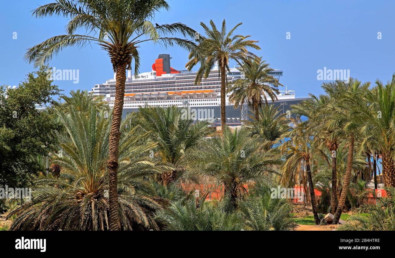Palmenhain am Meer mit Kreuzfahrtschiff Queen Mary 2 im Hafen Akaba Akaba, Golf von Akaba, Rotes Meer, Jordanien Stockfoto