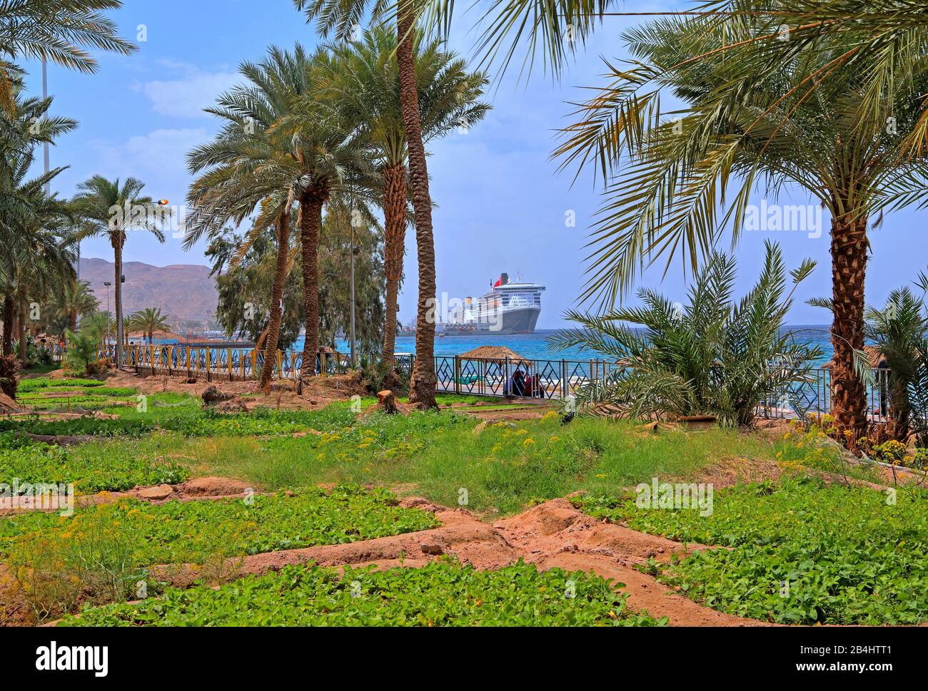 Palmenhain mit Gemüsegärten an der Strandpromenade am Meer. Akaba Akaba, Golf von Akaba, Rotes Meer, Jordanien Stockfoto