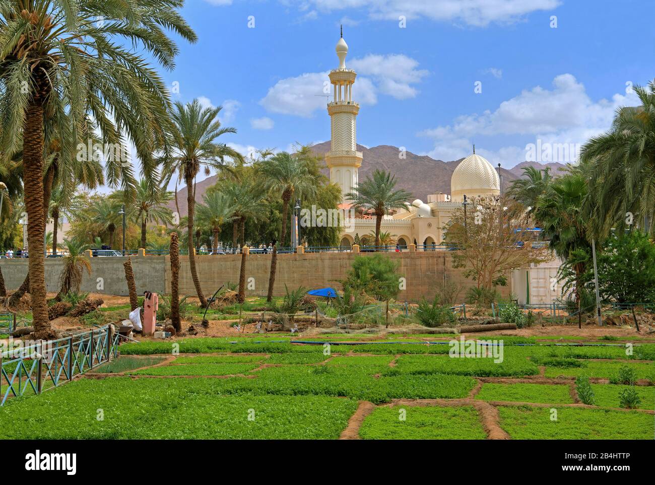 Palmenhain mit Gemüsegärten und Sharif Hussein bin Ali Moschee Akaba Akaba, Golf von Akaba, Rotes Meer, Jordanien Stockfoto
